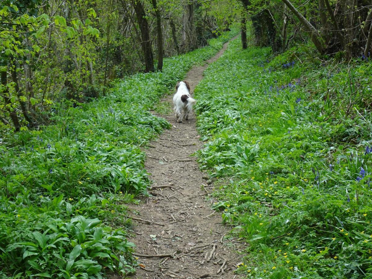 The Lazy Shepherd East Pennard